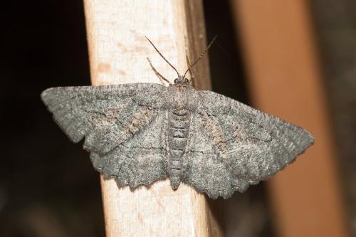 Nychiodes notarioi
